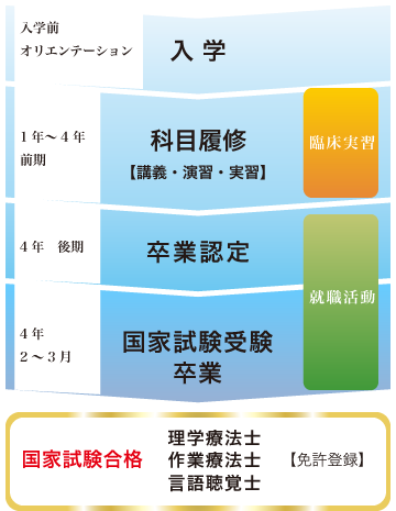 理学療法士/作業療法士/言語聴覚士になるまで